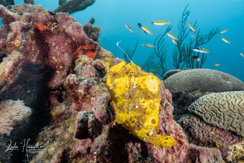 Bonaire_2021-09-30_09-43-10-Edited-_20210930