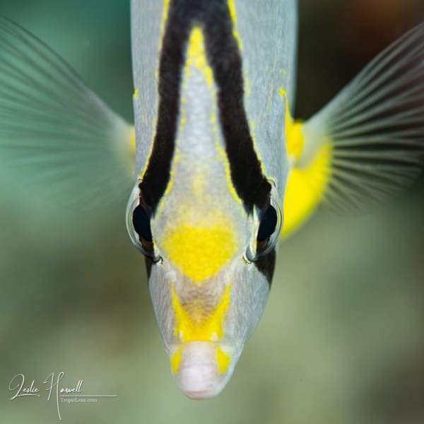 Aruba_2020-08-18_08-49-29