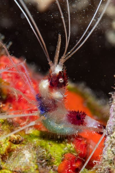 Aruba_2020-09-04_11-02-24