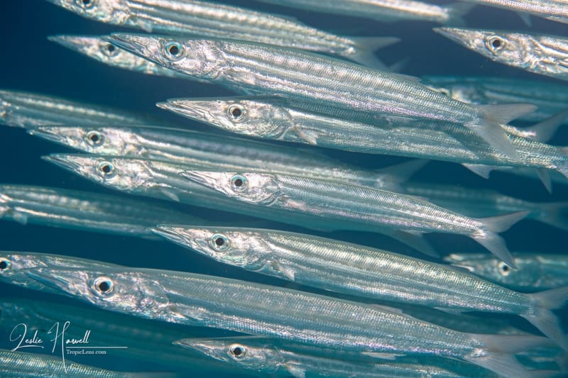 Aruba_2020-09-10_08-38-38