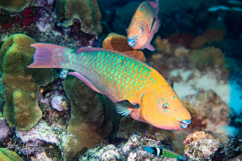 Aruba_2020-09-28_08-29-15