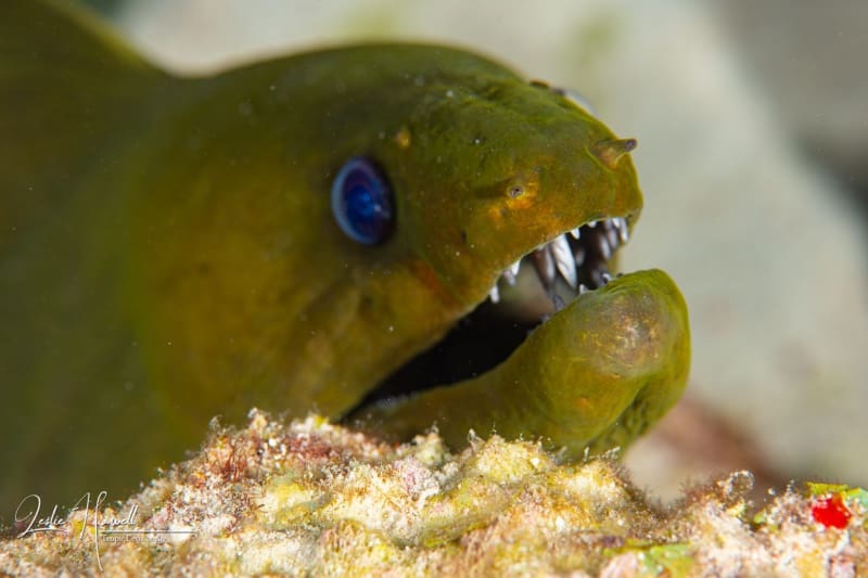 Aruba_2020-10-30_11-09-48