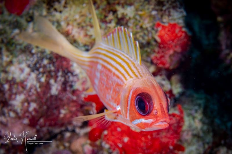 Aruba_2020-11-07_08-52-42