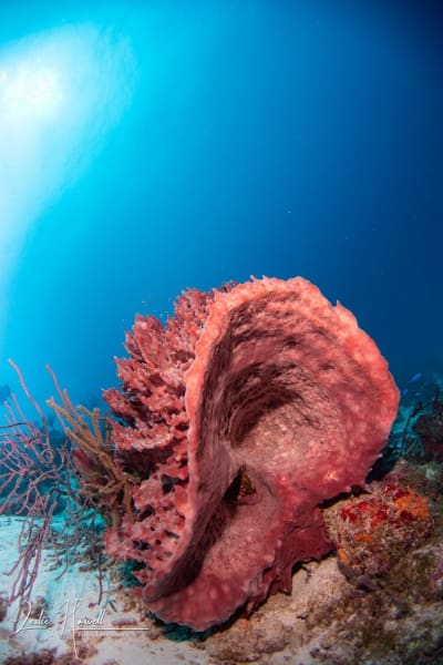 Aruba_2020-11-12_10-03-59