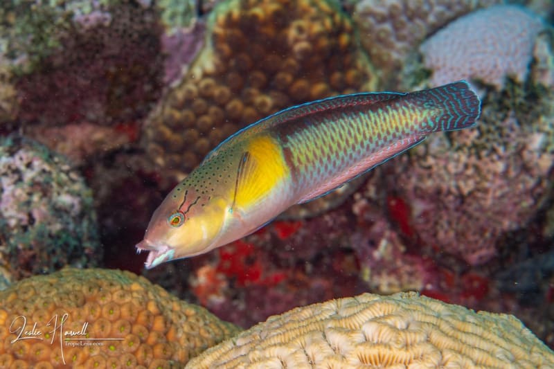 Aruba_2020-11-18_09-16-47