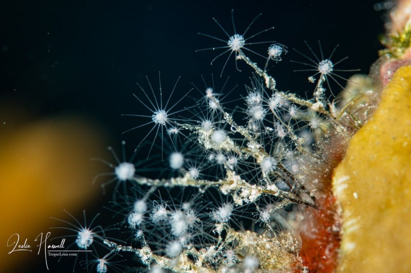 Aruba_2020-11-22_08-37-18