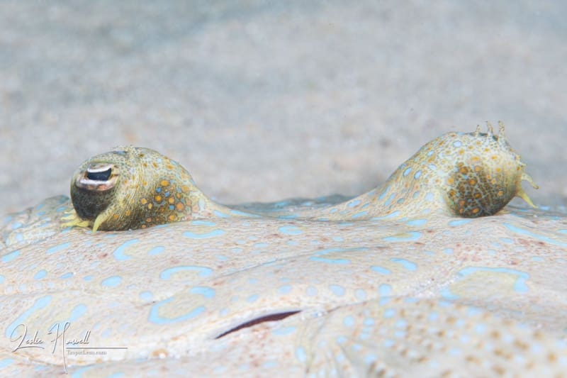 Aruba_2020-11-22_10-07-17