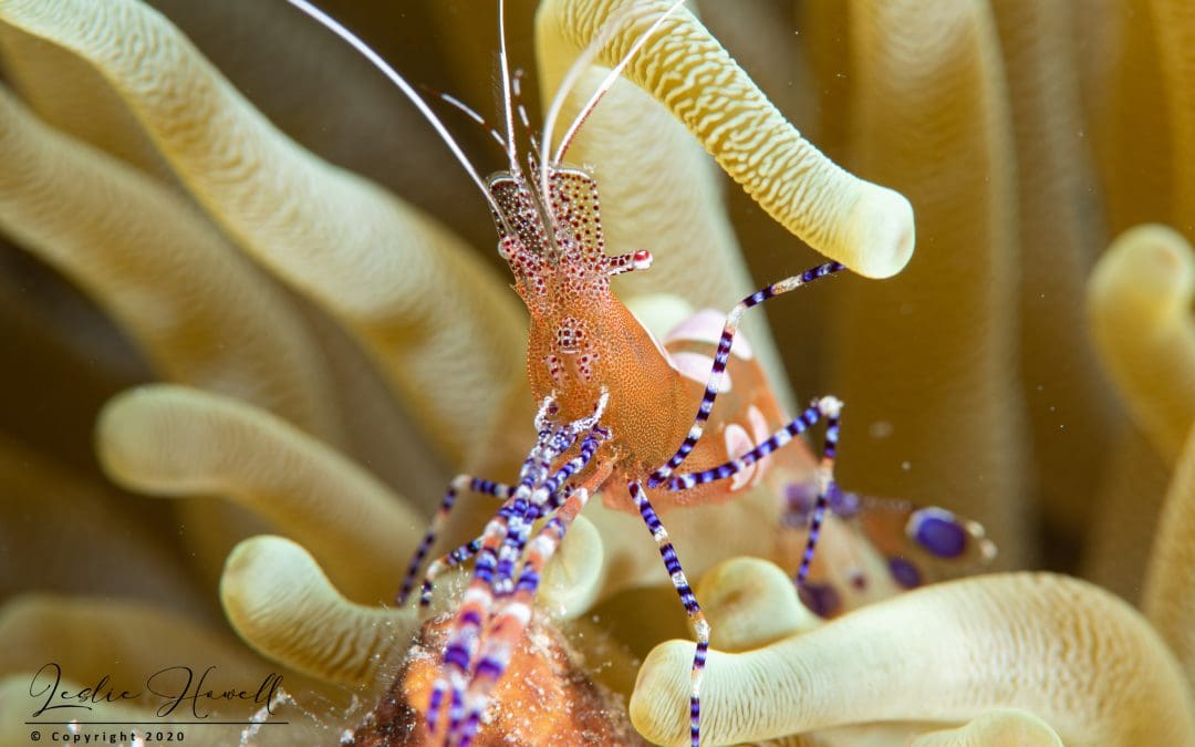 December 2020 / Week 2