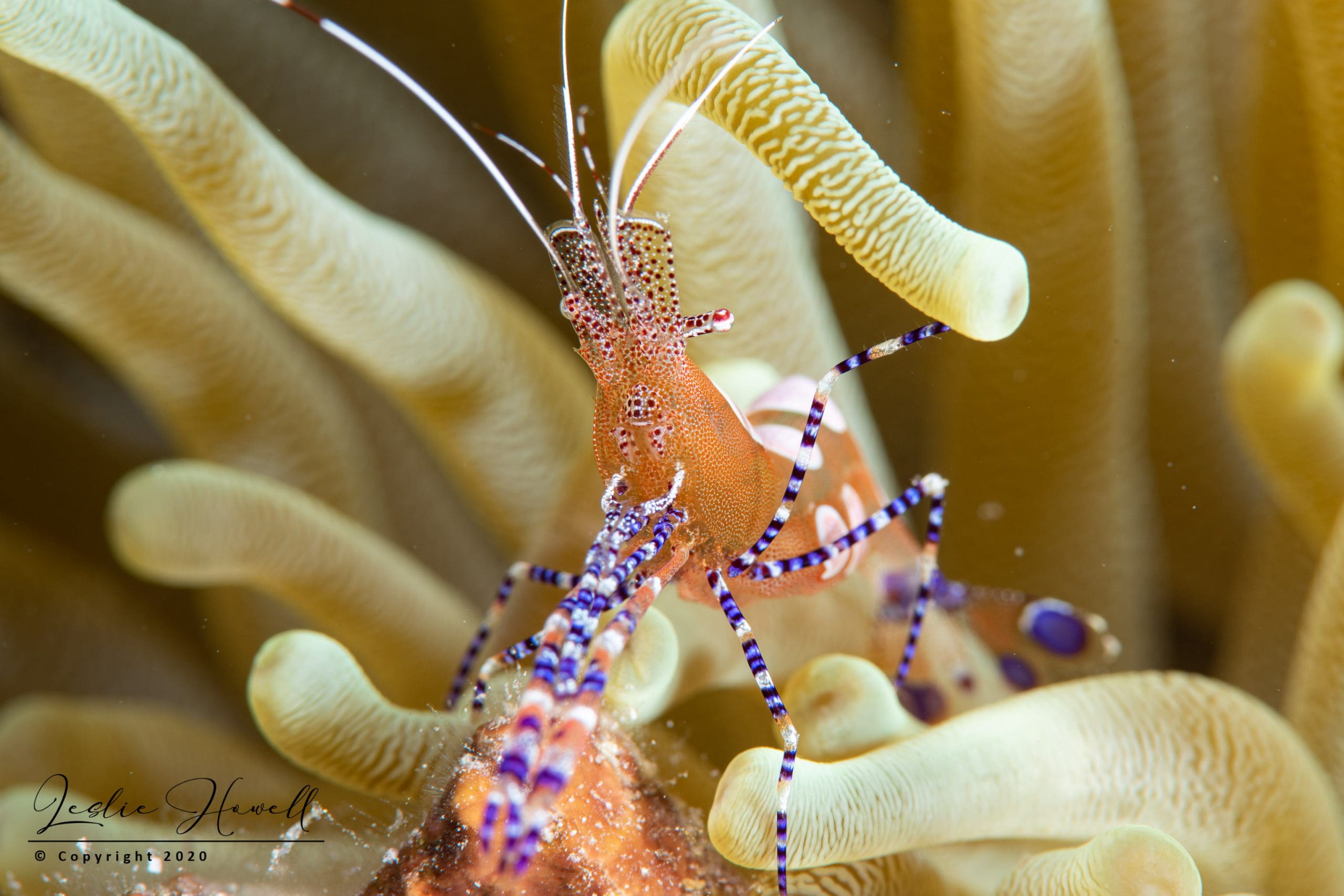 Spotted Cleaner Shrimp