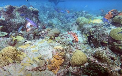 Diving Arashi Reef in Aruba
