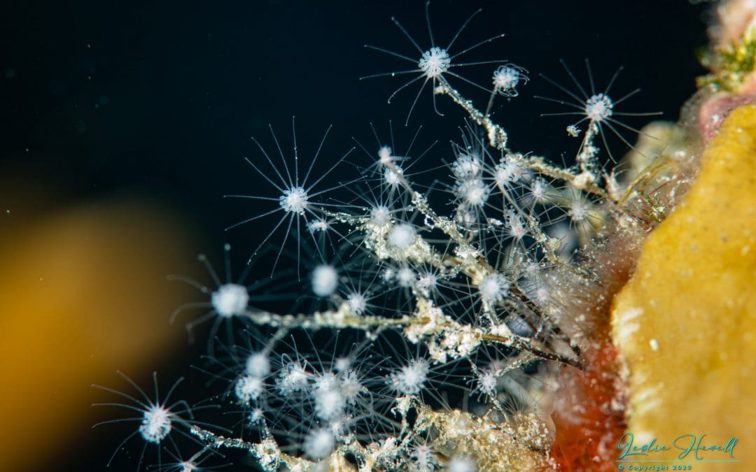 November 2020 / Week 4