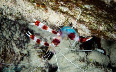 January 2021 Contenders