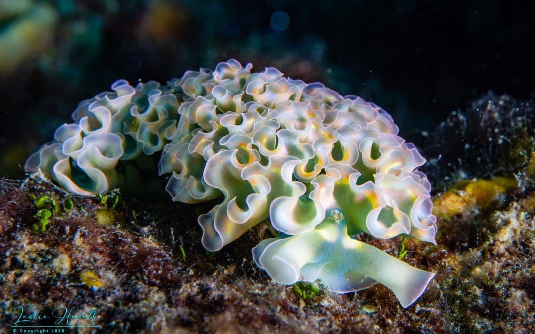 December 2020 / Week 4