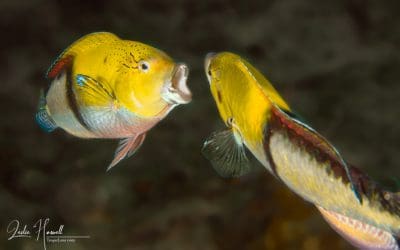 February 2021 / Week 1