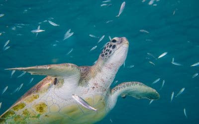 February 2021 Contenders