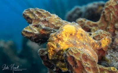 June 2021 Contenders