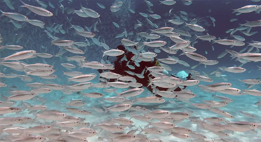 Bait Ball at Bachelor's Beach