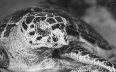 July 2021 Contenders