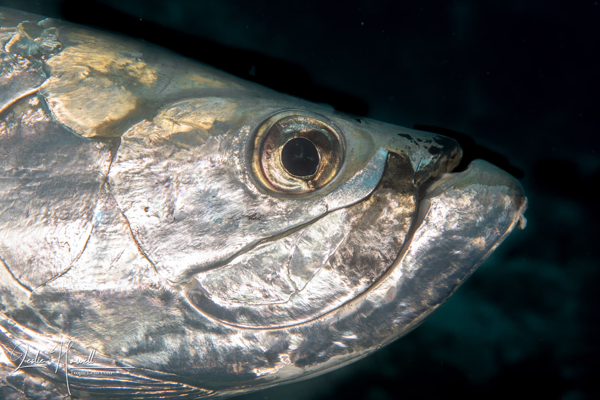 Portrait of a Tarpon