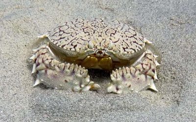 Diving Bari Reef in Bonaire