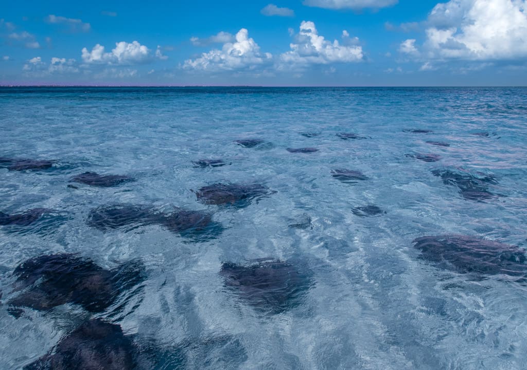 Stingray City Sandbar