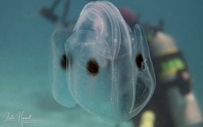 August 2023 Contenders